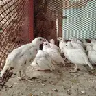 سمان بوب وايت الامريكي ابيض