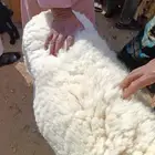 طليان حرية تربية نظيفة