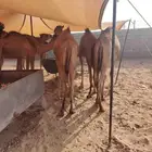 قعدان وتيوس
