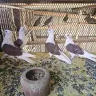 قطيفي مكتف اخوان