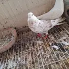 جوز قطيفي الانثي عاقده