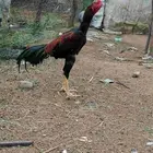 ديك باكستاني سندي اصيل