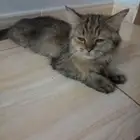 قط اليف