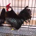 روز