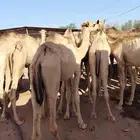 قعدان صومالي