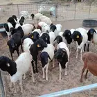 للبيع غنم برابر مرابي طيبه السعر 690 الذبح والتوصيل مجاني
