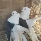 جوز رقاص امريكي مكتف