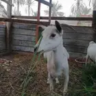 للبيع عنز حامل مقربه تولد صحه ونضافه ماشاء الله