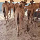 30 قعود صومالي مفاريد للبيع تفريد وجملة