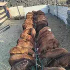 غنم سواكنيات للبيع جمله او تفريد