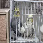 زوج كروان للبيع