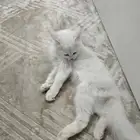 قط للتبني