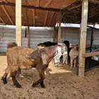البيع تبسين فواخر
