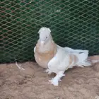 ذكور حمام تركي