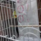 كروان ذكر عين وحده مخطوفه