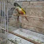 زوج كنيور منتج عندي