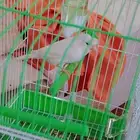 كنارية كرست