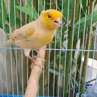 ذكر ساتيني أصفر