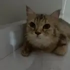 قطة بيت اليفه ومسالمه لتبني السريع العاجل