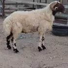 فحل نعيم طيب يقرع قريع طيب له فيديو واضح