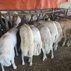 رفيدي ذبايح للمناسبات