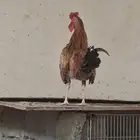 دجاج .ديك بلدي ملكي ابو تاج