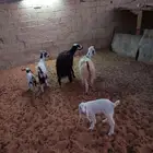 معزا متابيع وشاه حايل