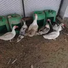 بط مصري منتج