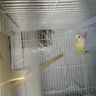 انثى روز البيع