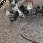 دجاج بياض فيومي