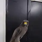 بكه