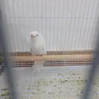 جوز بادجي الذكر فالو هو قو الانثى البينو الجوز منتج