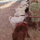 برابر وتيوس صوماليه وسواكن وقعود صومالية