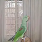 فرخ دره نيبالي ذكر