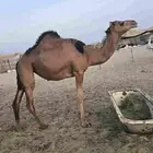 مكه