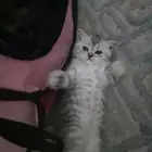 قط من ام واب سكوتش فولد