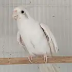 ذكر كروان البينو عيون حمر منتج