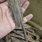 عود هندي طبيعي نجلاند