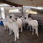 ذبائح حري فل   وسواكن فل