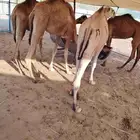 اللي يدور ع القعدان الطيبة والنظيفة والمضمونة وتبيض الوجه