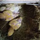 فروخ أورنج أوبلاين ورد أوبلاين