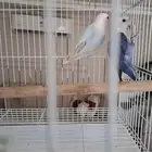 جوز روز منتج واليف