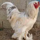 دجاج براهماا