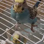 بادجي زوج منتج