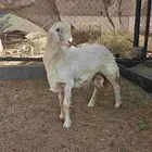 مشروع فحل ابرص
