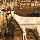 عنز بيشيه فاخر