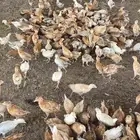 صوص بلدي عمر شهر ونص