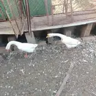 وز بلغاري أصل