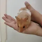 هامستر سوري اليف