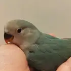 فروخ روز اخضر ازرق تركواز وطفرات جميله جدا للبيع